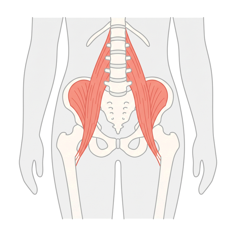 腸腰筋